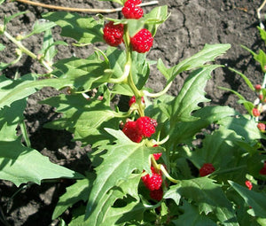 Spinach Strawberry Sticks Non GMO Bulk Seeds - Chenopodium Foliosum 