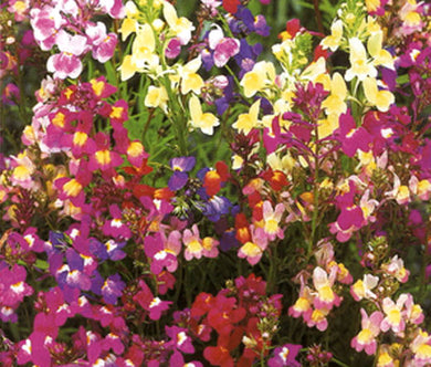 Spurred Snapdragon Toadflax Fairy Bouquet Bulk Seeds - Linaria Maroccana