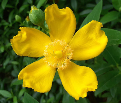 St. John's Wort Trailing Bulk Seeds - Hypericum Cerastoides