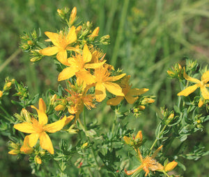 St. John's Wort Non GMO Bulk Seeds - Hypericum Perforatum 2