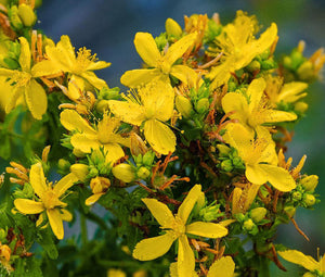 St. John's Wort Non GMO Bulk Seeds - Hypericum Perforatum