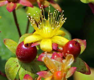 St. John's Wort Non GMO Bulk Seeds - Hypericum Perforatum 3
