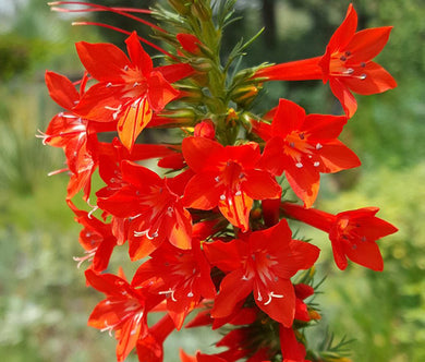 Standing Cypress Bulk Seeds - Ipomopsis Rubra