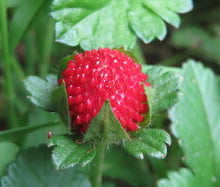 Strawberry Indian Non GMO Bulk Seeds - Duchesnea Indica Tuttifrutti 2