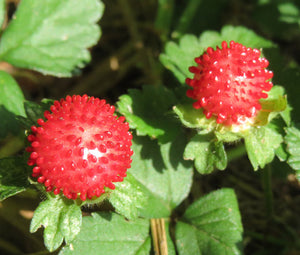 Strawberry Indian Non GMO Bulk Seeds - Duchesnea Indica 2