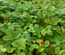 Strawberry Indian Non GMO Bulk Seeds - Duchesnea Indica Tuttifrutti