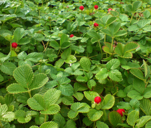 Strawberry Indian Non GMO Bulk Seeds - Duchesnea Indica Tuttifrutti