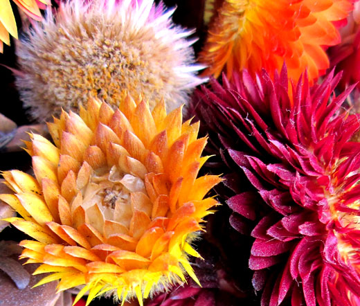helichrysum flower seeds Strawflower Seeds