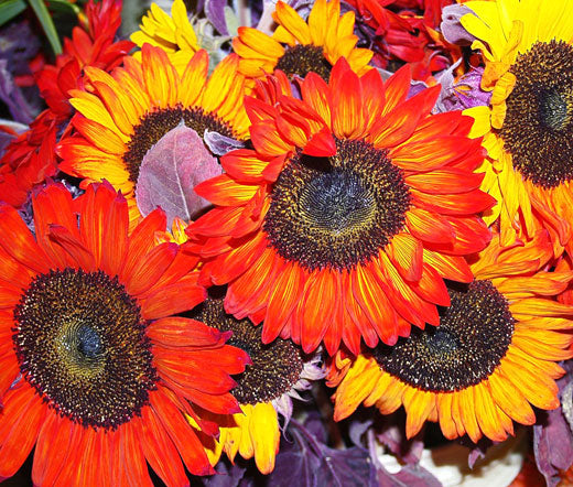 Sunflower Autumn Beauty Non GMO Seeds - Helianthus Annuus