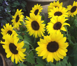 Sunflower Lemon Queen Non GMO Bulk Seeds - Helianthus Annuus