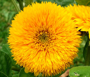 Sunflower Teddy Bear Non GMO Seeds - Helianthus Annuus