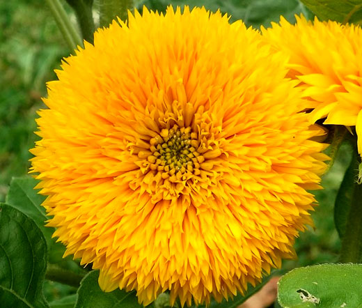 Sunflower Teddy Bear Non GMO Bulk Seeds - Helianthus Annuus