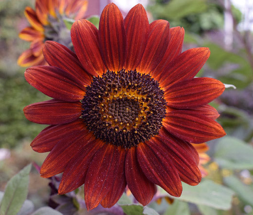 Sunflower Velvet Queen Non GMO Seeds - Helianthus Annuus