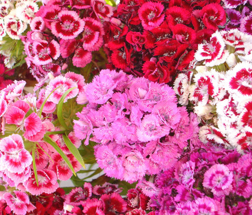 Sweet William Bulk Seeds - Dianthus Barbatus