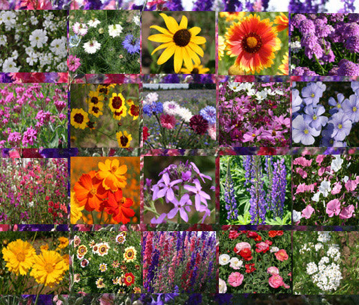mountain wildflower seed mix Wildflower Mix Cascade Mountain Tall Seeds