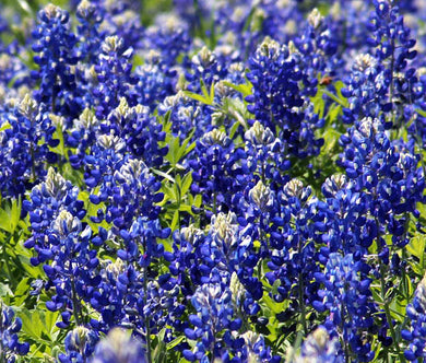 Texas Bluebonnet Seeds - Lupinus Texensis
