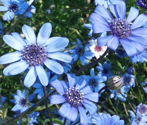 The Blues Blue Daisy Bulk Seeds - Felicia Heterophylla