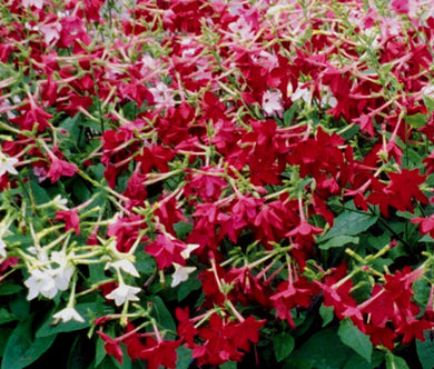 Tobacco Flowering Bulk Seeds - Nicotiana Alata