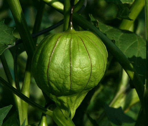 Tomatillo Green Non GMO Seeds - Physalis Philadelphica 
