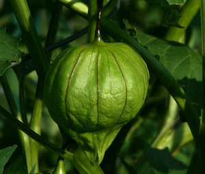 Tomatillo Green Organic Bulk Seeds - Physalis Philadelphica