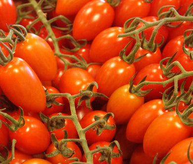 Tomato Roma Plum VFN Organic Bulk Seeds - Lycopersicon Esculentum