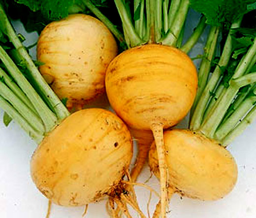 Turnip Golden Globe Non GMO Bulk Seeds - Brassica Rapa