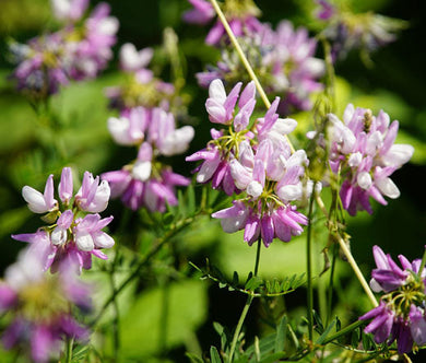 Vetch Crown Bulk Seeds - Coronilla Varia