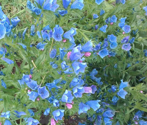 Viper's Bugloss Blue Bedder Dwarf Bulk Seeds - Echium Plantagineum