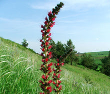Viper's Bugloss Red Russian Non GMO Bulk Seeds - Echium Russicum Rubrum