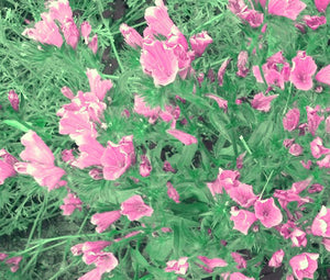 Viper's Bugloss Rose Pink Bedder Dwarf Bulk Seeds - Echium Plantagineum