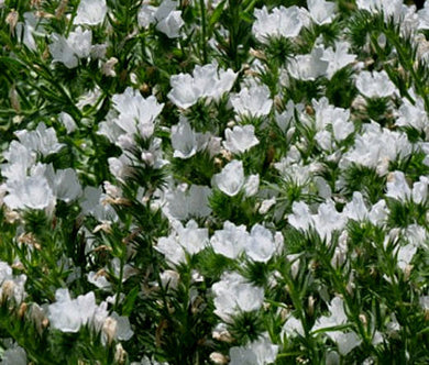 Viper's Bugloss White Bedder Dwarf Bulk Seeds - Echium Plantagineum