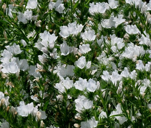 Viper's Bugloss White Bedder Dwarf Bulk Seeds - Echium Plantagineum