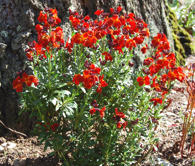 Wallflower English Cheiranthus Cheiri Seeds - Cheiranthus Cheiri