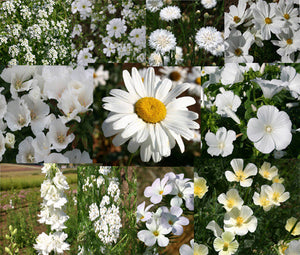 Wildflower Mix White Seeds