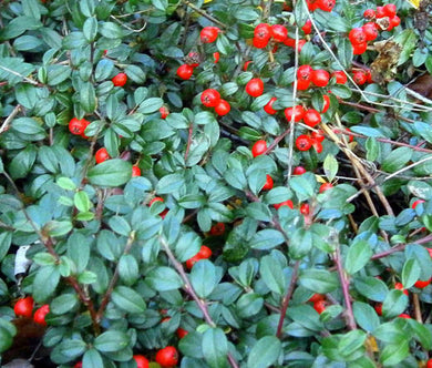 Wintergreen Creeping Non GMO Bulk Seeds - Gaultheria Procumbens