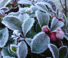 Wintergreen Creeping Non GMO Seeds - Gaultheria Procumbens