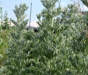 Wormwood Common Non GMO Seeds - Artemisia Absinthium 2