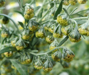 Wormwood Common Non GMO Bulk Seeds - Artemisia Absinthium 3