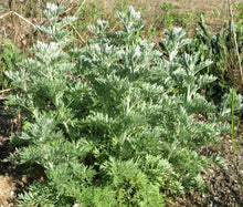 Wormwood Common Non GMO Bulk Seeds - Artemisia Absinthium 4