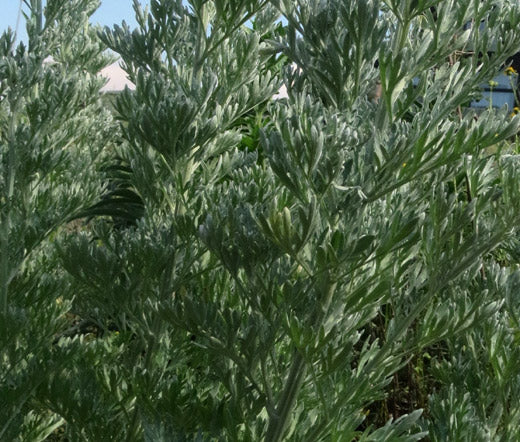 Wormwood Common Non GMO Bulk Seeds - Artemisia Absinthium