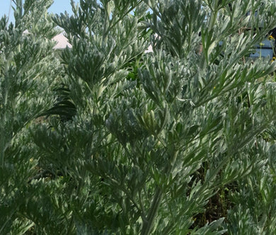 Wormwood Common Non GMO Seeds - Artemisia Absinthium