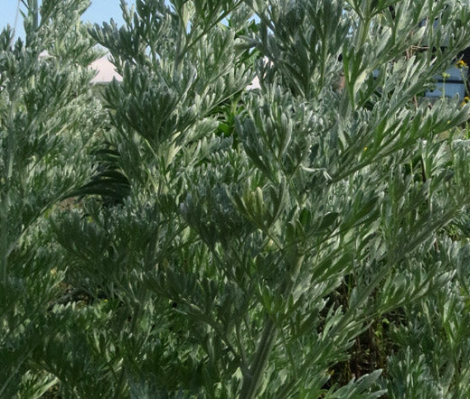 Wormwood Non GMO Bulk Seeds - Artemisia Absinthium