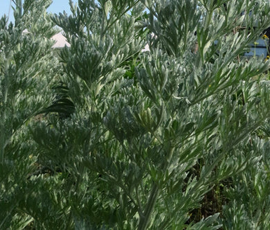 Wormwood Non GMO Seeds - Artemisia Absinthium