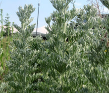 Wormwood Non GMO Seeds - Artemisia Absinthium 2