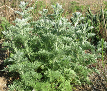 Wormwood Non GMO Seeds - Artemisia Absinthium 4