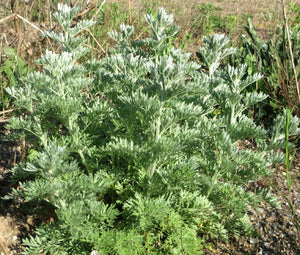 Wormwood Non GMO Seeds - Artemisia Absinthium 4