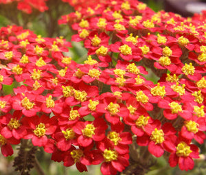 Yarrow Red Non GMO Bulk Seeds - Achillea Millefolium Rubra