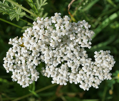 Yarrow White Non GMO Seeds - Achillea Millefolium