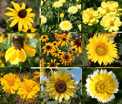 common wildflower seeds Wildflower Mix Yellow Seeds