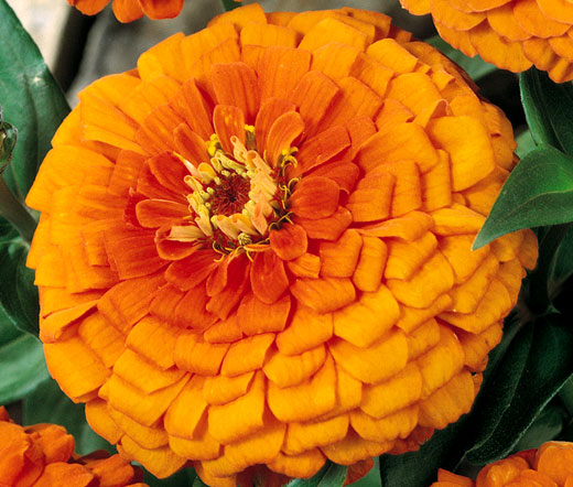 Zinnia Orange King Bulk Seeds - Zinnia Elegans